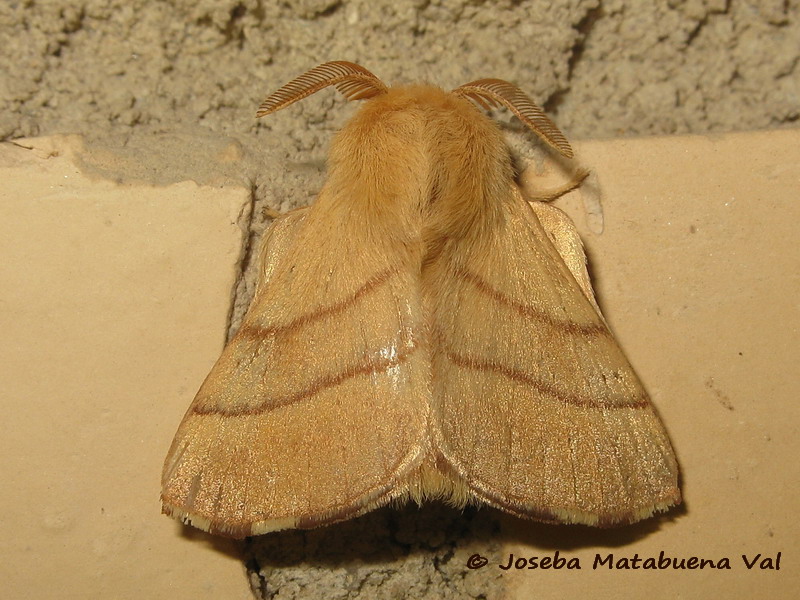 Noctuidae della fine settimana scorsa